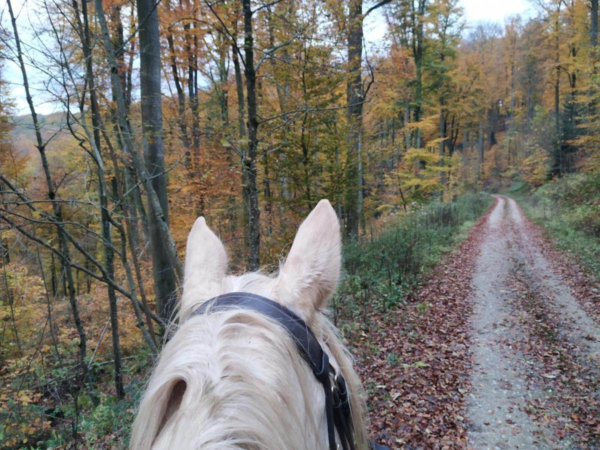 L'Echappee Verte - Gite Equestre 5 Pers Soucht Exterior foto