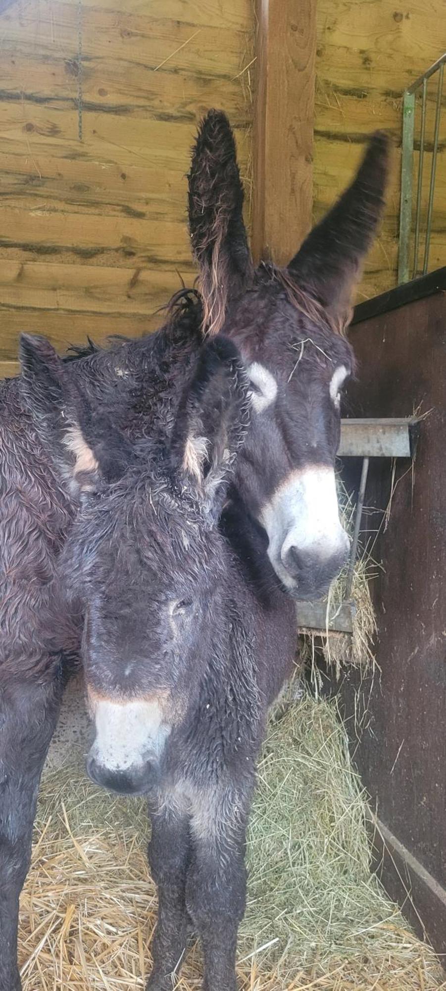 L'Echappee Verte - Gite Equestre 5 Pers Soucht Exterior foto