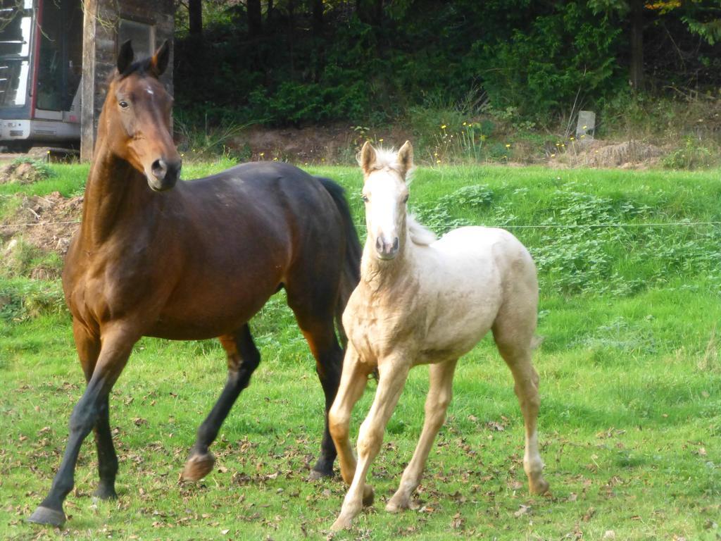 L'Echappee Verte - Gite Equestre 5 Pers Soucht Exterior foto