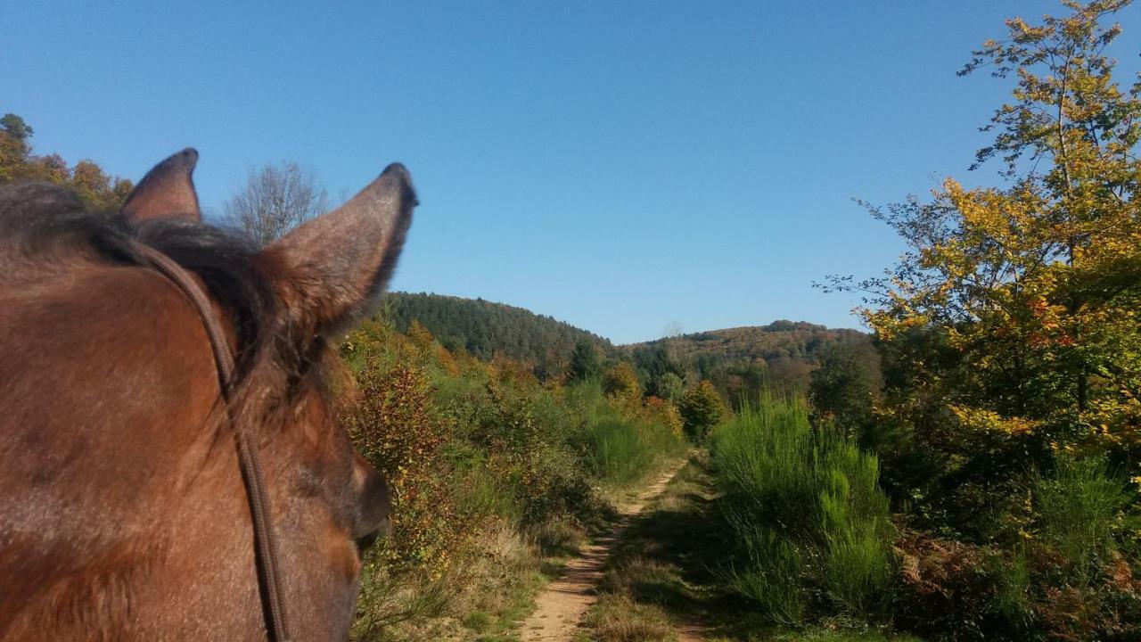L'Echappee Verte - Gite Equestre 5 Pers Soucht Exterior foto